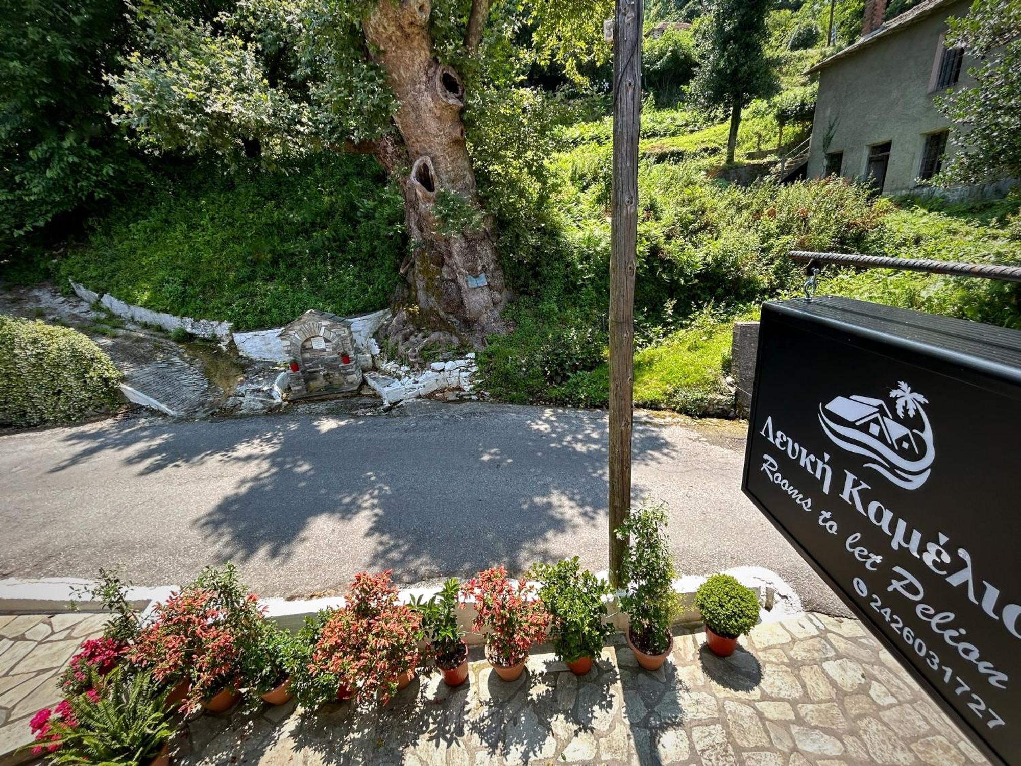 Hotel Λευκή Καμέλια Anilio Pelion Exteriér fotografie